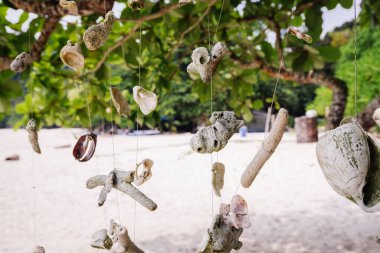 Malezya 'nın Pangkor Adası' ndaki Nipah Körfezi 'nin güzel doğasına karşı sahilde bir ağaç asan mercan.