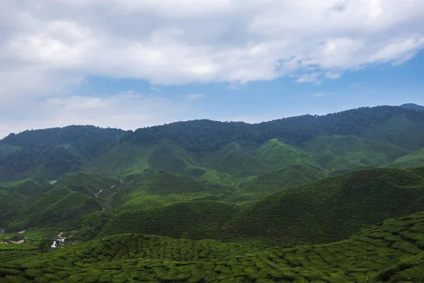 Όμορφο Τοπίο Αγρόκτημα Τσάι Κάτω Από Συννεφιασμένο Ουρανό Στο Cameron — Φωτογραφία Αρχείου
