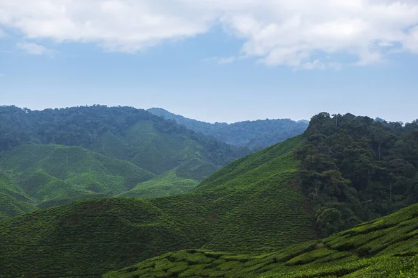 Όμορφο Τοπίο Αγρόκτημα Τσάι Κάτω Από Συννεφιασμένο Ουρανό Στο Cameron — Φωτογραφία Αρχείου