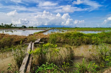 Kırsal alan görünüm yeşil çeltik pirinç alan güzel manzara ile çevreleyen.