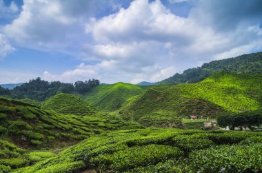 Cameron Highland, Malezya 'da bulutlu gökyüzü altında güzel çay çiftliği manzarası