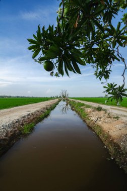 Kırsal alan görünüm yeşil çeltik pirinç alan güzel manzara ile çevreleyen.