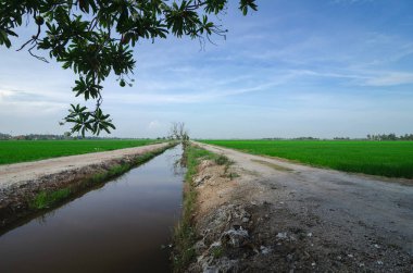 Kırsal alan görünüm yeşil çeltik pirinç alan güzel manzara ile çevreleyen.