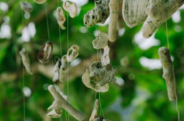 Malezya 'nın Pangkor Adası' ndaki Nipah Körfezi 'nin güzel doğasına karşı sahilde bir ağaç asan mercan.