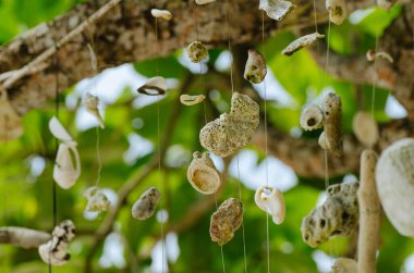 Malezya 'nın Pangkor Adası' ndaki Nipah Körfezi 'nin güzel doğasına karşı sahilde bir ağaç asan mercan.