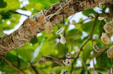 Malezya 'nın Pangkor Adası' ndaki Nipah Körfezi 'nin güzel doğasına karşı sahilde bir ağaç asan mercan.