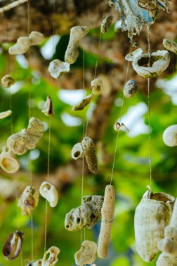 Malezya 'nın Pangkor Adası' ndaki Nipah Körfezi 'nin güzel doğasına karşı sahilde bir ağaç asan mercan.