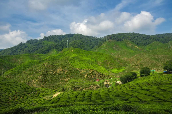 Schöne Teefarm Landschaft Unter Bewölktem Himmel Cameron Highland Malaysia — Stockfoto