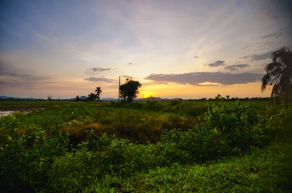 Beautiful Landscape View Traditional Paddy Field Sunrise Background Soft Focus — ストック写真