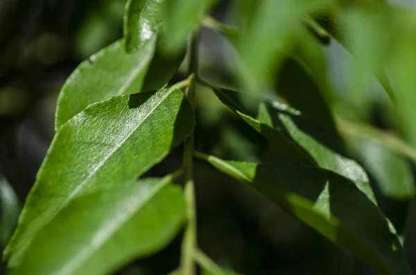 Cerca Hojas Frescas Curry Murraya Koenigii Bergera Koenigii Jardín Plantas —  Fotos de Stock