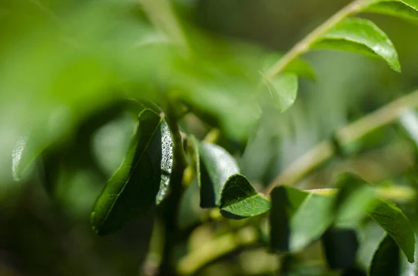 Primer Plano Hojas Frescas Curry Murraya Koenigii Bergera Koenigii Jardín —  Fotos de Stock