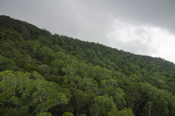 Forêt Tropicale Humide Sur Fond Ciel Nuageux Avant Pluie — Photo