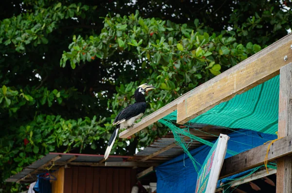 Hornbill Oriental Anthracoceros Albirostris Vivir Libremente Naturaleza Una Las Atracciones —  Fotos de Stock