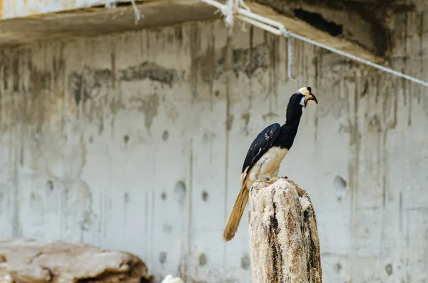 Der Frei Der Natur Lebende Hainvogel Anthracoceros Albirostris Ist Eine — Stockfoto