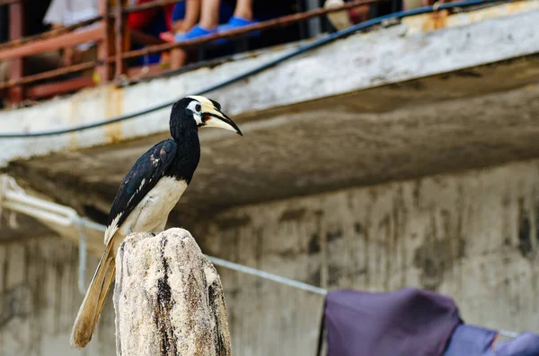 Hornbill Oriental Anthracoceros Albirostris Vivir Libremente Naturaleza Una Las Atracciones —  Fotos de Stock