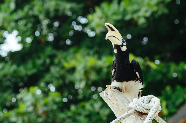 Oriental Hornbill Anthracoceros Albirostris Freely Live Nature One Attraction Pangkor — Stock Photo, Image