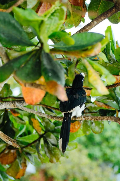 Der Frei Der Natur Lebende Hainvogel Anthracoceros Albirostris Ist Eine — Stockfoto