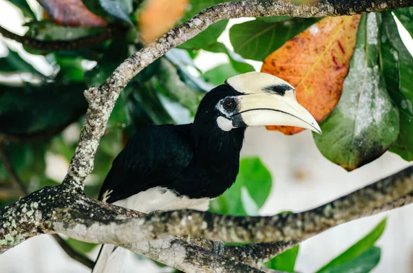 Oriental Rogacz Anthracoceros Albirostris Swobodnie Żyć Przyrodzie Jest Jedną Atrakcji — Zdjęcie stockowe