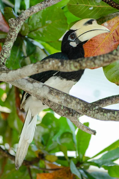 Der Frei Der Natur Lebende Hainvogel Anthracoceros Albirostris Ist Eine — Stockfoto