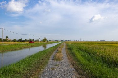Kırsal alan görünüm yeşil çeltik pirinç alan güzel manzara ile çevreleyen.