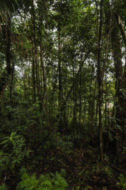 Güneşli bir günde tropikal yağmur ormanlarında yemyeşil yapraklar.