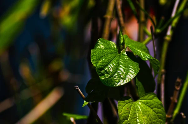 Primer Plano Macro Disparo Hojas Verdes Translúcidas Sol Sobre Profundidad —  Fotos de Stock