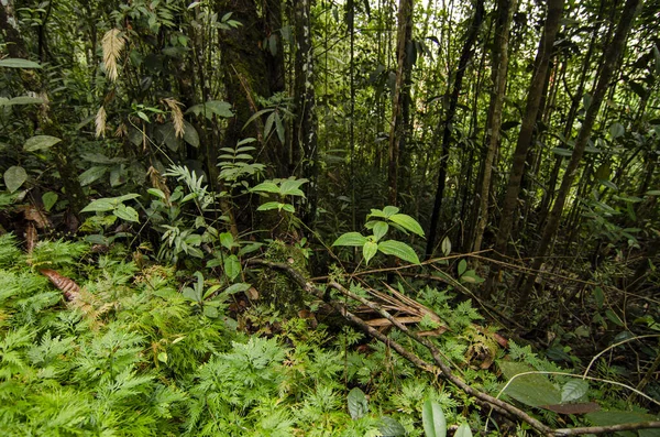 Exuberante Follaje Verde Selva Tropical Día Soleado — Foto de Stock