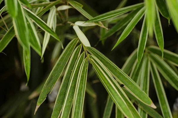 Abstracte Groene Strepen Van Tropische Bladtextuur Achtergrond Selectieve Scherpstelling Ondiepe — Stockfoto