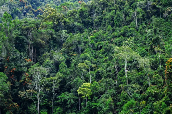 Bujne Zielone Liście Tropikalnym Lesie Deszczowym Cameron Highland Malezja — Zdjęcie stockowe
