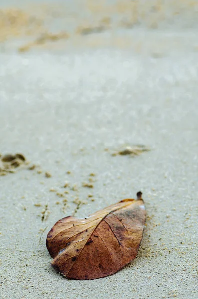Πεσμένο Παλιό Φύλλο Στην Αμμώδη Παραλία Επιλεκτική Εστίαση Πυροβόλησε — Φωτογραφία Αρχείου