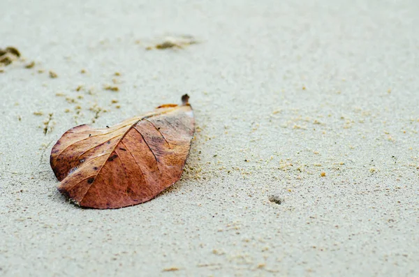 Kumlu Sahilde Düşmüş Eski Bir Yaprak Seçici Odak Atışı — Stok fotoğraf