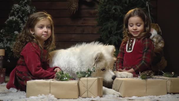 Lovely Twins Sit In A Room With Christmas Decorations And A White Samoyed Dog Obbhivaet Gift With A Cone Of Wood On Top Slow Motion