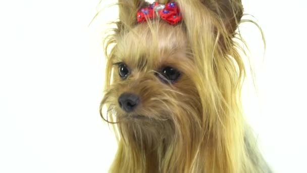 Ein kleiner Hund mit einer Schleife auf dem Kopf ein