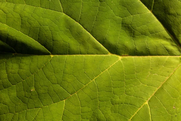 Ljus grönt blad som naturlig bakgrund — Stockfoto