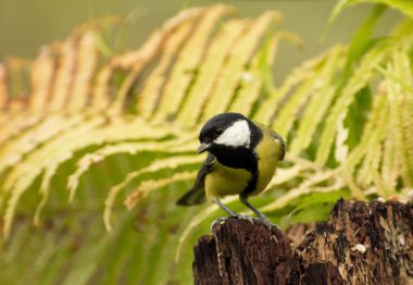 Büyük baştankara (Parus major) ağaç gövdesi üzerinde