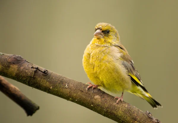 European greenfinch (Chloris chloris) — Stock Photo, Image