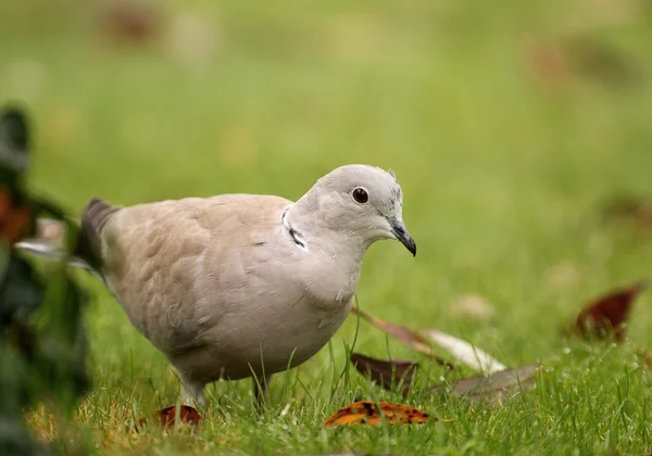 Pomba de colarinho da Eurásia (Streptopelia decaocto) — Fotografia de Stock