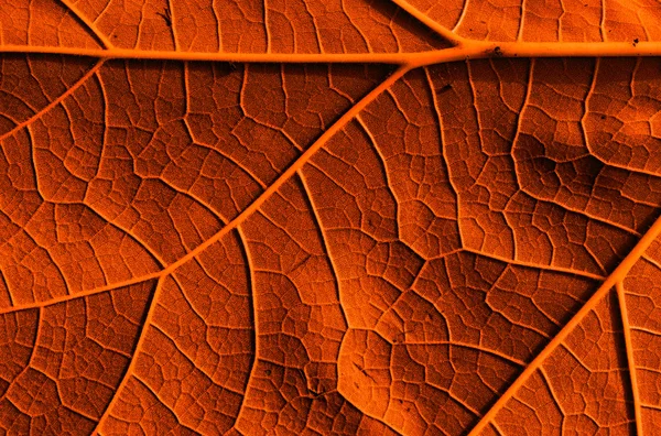 Abstrato, natural, fundo vegetal — Fotografia de Stock