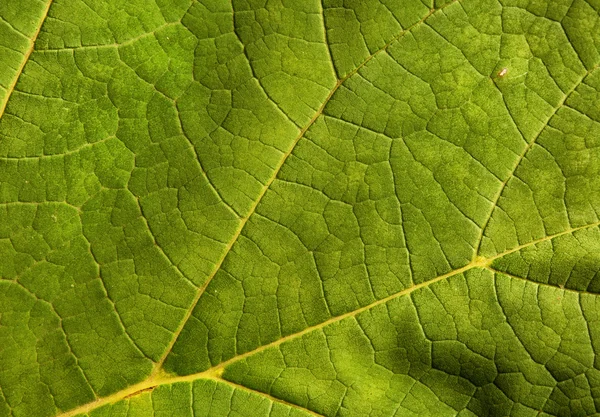 Ljus grönt blad som naturlig bakgrund — Stockfoto