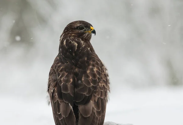 Πορτρέτο του Γερακίνα (Buteo buteo) το χειμώνα — Φωτογραφία Αρχείου