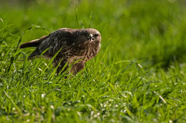 Buzzard comum (Buteo buteo) no prado no verão — Fotografia de Stock