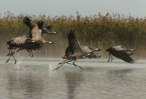 Bir uçuş için sisli sabah yükselen vinçler (Grus grus)
