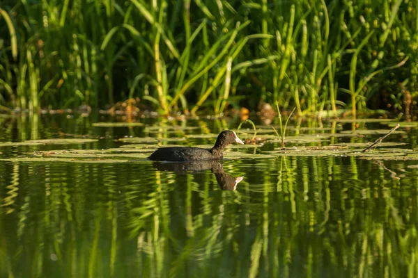 Coot with reflection in water — Stock Photo, Image