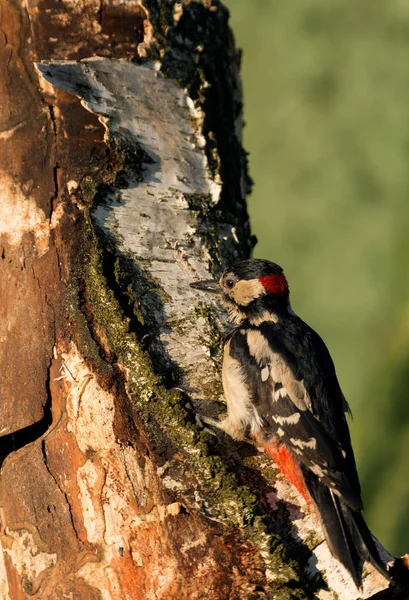 Pica-pau-pintado (Dendrocopos major ) — Fotografia de Stock