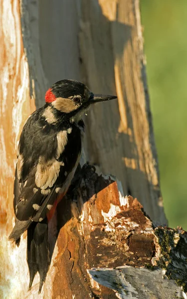 Großer Buntspecht (dendrocopos major) auf der Baumtruhe — Stockfoto