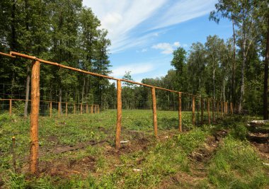 Ormanda ekilen genç