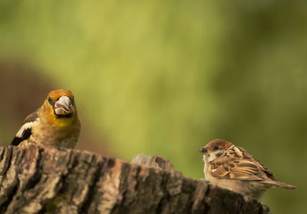 Молоді Hawfinch і молодих дерев Горобець на стовбурі дерева — стокове фото