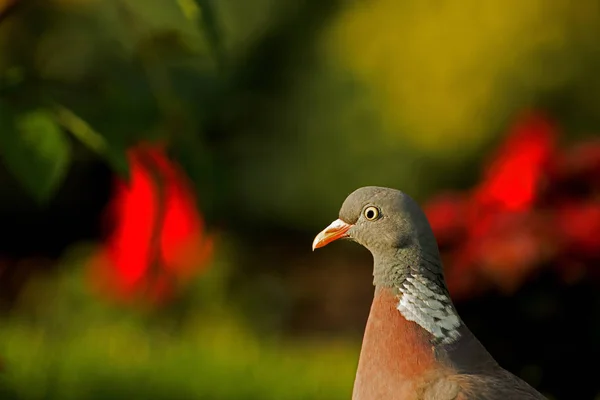 Retrato de pombo-de-madeira (Columba palumbus) no verão — Fotografia de Stock