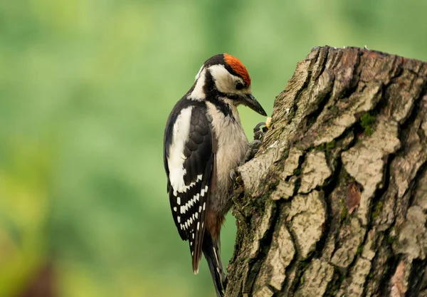 Greatter młody spotted Dzięcioł (Dendrocopos głównych) Zdjęcie Stockowe