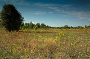 Çayır beyaz bulutlar ile mavi gökyüzü altında